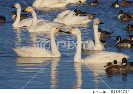千葉県印西市本埜の白鳥の郷 ハクチョウのハート 千葉県印西市本埜の白鳥の郷 ハクチョウのハート 85844734