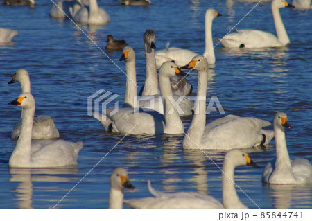 千葉県印西市本埜の白鳥の郷 ハクチョウのハート 千葉県印西市本埜の白鳥の郷 ハクチョウのハート 85844741