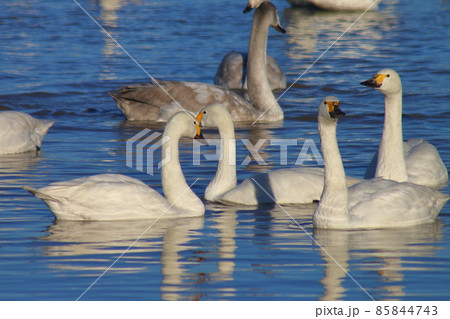 千葉県印西市本埜の白鳥の郷　ハクチョウのハート 85844743