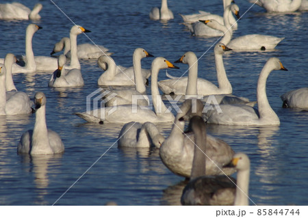 千葉県印西市本埜の白鳥の郷 ハクチョウのハート 千葉県印西市本埜の白鳥の郷 ハクチョウのハート 85844744
