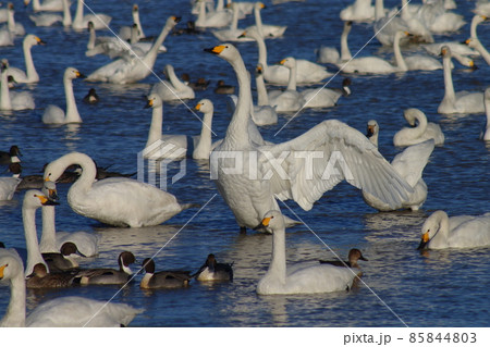 千葉県印西市本埜の白鳥の郷 ハクチョウの羽ばたき 千葉県印西市本埜の白鳥の郷 ハクチョウの羽ばたき 85844803
