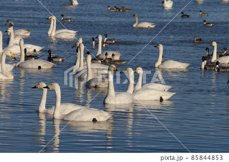 千葉県印西市本埜の白鳥の郷　ハクチョウのハート 85844853
