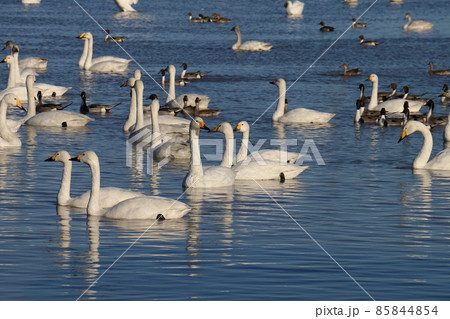 千葉県印西市本埜の白鳥の郷 ハクチョウのハート 千葉県印西市本埜の白鳥の郷 ハクチョウのハート 85844854