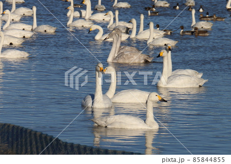 千葉県印西市本埜の白鳥の郷 ハクチョウのハート 千葉県印西市本埜の白鳥の郷 ハクチョウのハート 85844855