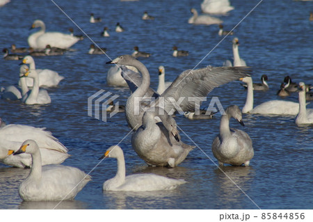 千葉県印西市本埜の白鳥の郷 ハクチョウのハート 千葉県印西市本埜の白鳥の郷 ハクチョウのハート 85844856