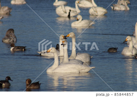 千葉県印西市本埜の白鳥の郷　ハクチョウのハート 85844857