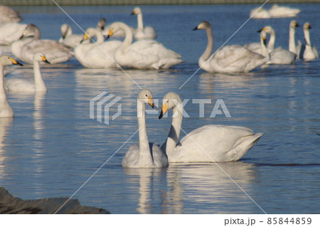 千葉県印西市本埜の白鳥の郷 ハクチョウのハート 千葉県印西市本埜の白鳥の郷 ハクチョウのハート 85844859
