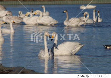 千葉県印西市本埜の白鳥の郷 ハクチョウのハート 千葉県印西市本埜の白鳥の郷 ハクチョウのハート 85844860