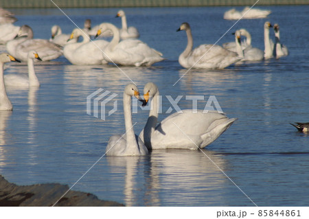 千葉県印西市本埜の白鳥の郷 ハクチョウのハート 千葉県印西市本埜の白鳥の郷 ハクチョウのハート 85844861
