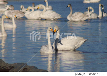 千葉県印西市本埜の白鳥の郷 ハクチョウのハート 千葉県印西市本埜の白鳥の郷 ハクチョウのハート 85844862