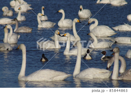 千葉県印西市本埜の白鳥の郷 ハクチョウのハート 千葉県印西市本埜の白鳥の郷 ハクチョウのハート 85844863