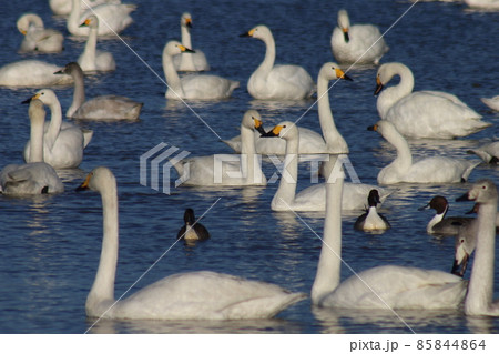 千葉県印西市本埜の白鳥の郷 ハクチョウのハート 千葉県印西市本埜の白鳥の郷 ハクチョウのハート 85844864