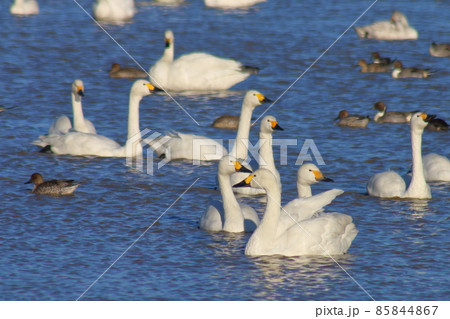 千葉県印西市本埜の白鳥の郷 ハクチョウのハート 千葉県印西市本埜の白鳥の郷 ハクチョウのハート 85844867