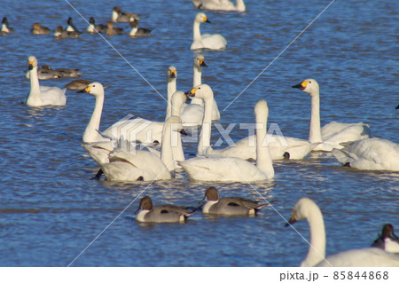 千葉県印西市本埜の白鳥の郷 ハクチョウのハート 千葉県印西市本埜の白鳥の郷 ハクチョウのハート 85844868