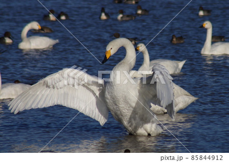 千葉県印西市本埜の白鳥の郷 ハクチョウの羽ばたき 千葉県印西市本埜の白鳥の郷 ハクチョウの羽ばたき 85844912