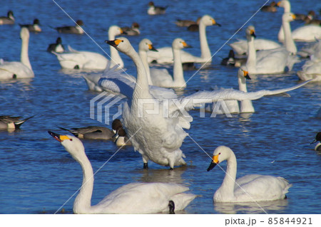 千葉県印西市本埜の白鳥の郷 ハクチョウの羽ばたき 千葉県印西市本埜の白鳥の郷 ハクチョウの羽ばたき 85844921