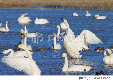 千葉県印西市本埜の白鳥の郷 ハクチョウの羽ばたき 千葉県印西市本埜の白鳥の郷 ハクチョウの羽ばたき 85844922