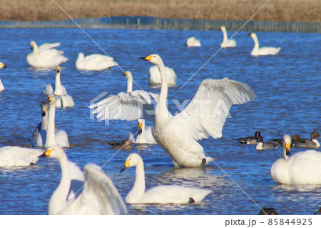 千葉県印西市本埜の白鳥の郷 ハクチョウの羽ばたき 千葉県印西市本埜の白鳥の郷 ハクチョウの羽ばたき 85844925