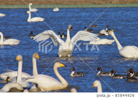 千葉県印西市本埜の白鳥の郷 ハクチョウの羽ばたき 千葉県印西市本埜の白鳥の郷 ハクチョウの羽ばたき 85844926