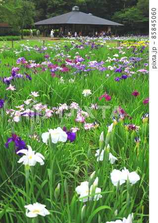 北山公園　菖蒲園 85845060