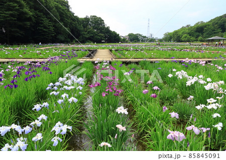 北山公園　菖蒲園 85845091