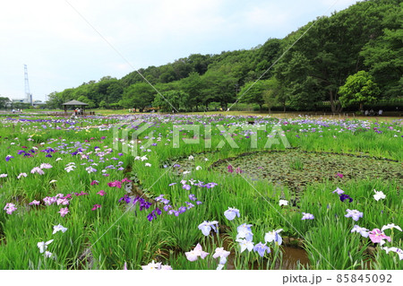 北山公園　菖蒲園 85845092