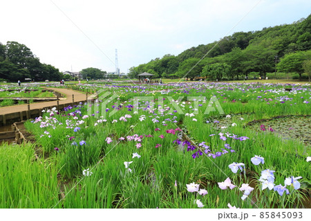 北山公園　菖蒲園 85845093