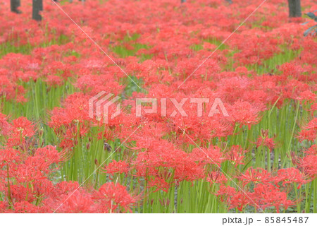 巾着田 巾着田 85845487