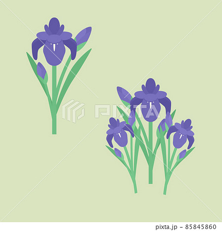 シンプルでかわいい菖蒲のイラストセット 85845860