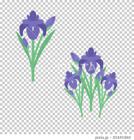 シンプルでかわいい菖蒲のイラストセット 85845860