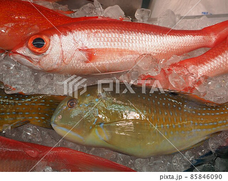 魚 熱帯魚 沖縄 市場 魚 熱帯魚 沖縄 市場 85846090