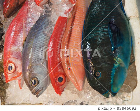 魚 熱帯魚 沖縄 市場 魚 熱帯魚 沖縄 市場 85846092