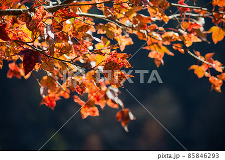 群衆 密集 人ごみ 85846293