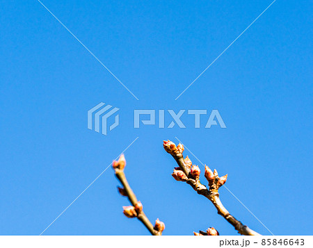 厳寒の朝日に照らされた、まだ固い梅の蕾 85846643