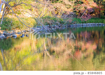 明石公園の池とリフレクション 明石公園の池とリフレクション 85846805