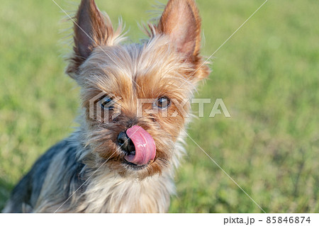 why do yorkies tongues hang out