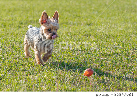 公園の芝生を走るヨークシャテリア 85847031