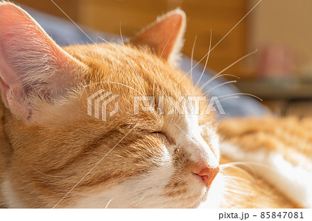 ベッド眠る家猫 85847081