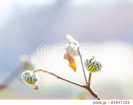 まだ固い蕾のミツマタ 85847183