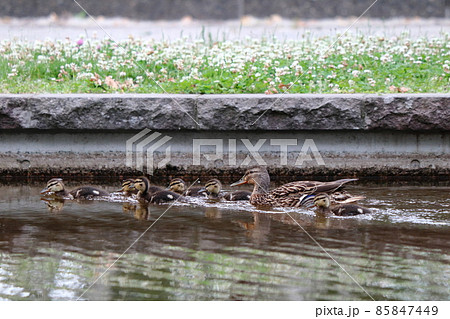 マガモの親子 85847449