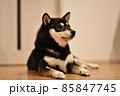 黒豆柴 85847745