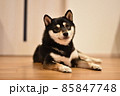 黒豆柴 85847748