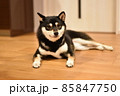 黒豆柴 85847750