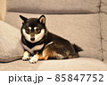 黒豆柴 85847752