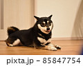 黒豆柴 85847754