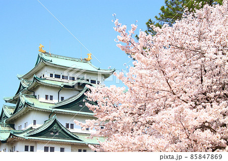 満開の桜と名古屋城の風景 満開の桜と名古屋城の風景 85847869