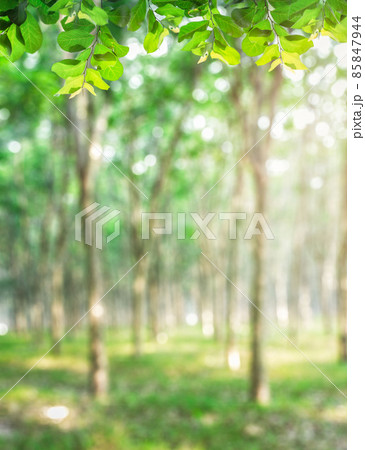 Deep tropical jungles of Southeast Asia in Panorama of a scenic forest of fresh green deciduous trees 85847944