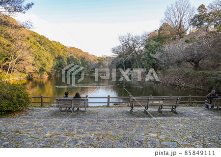 夕日が差す明石公園の池 夕日が差す明石公園の池 85849111