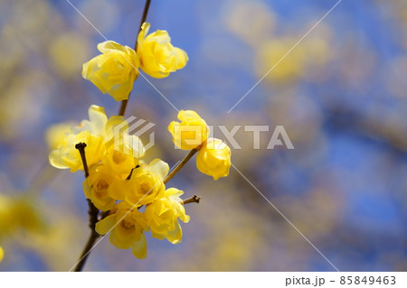 まだ若い蝋梅の花びら 85849463