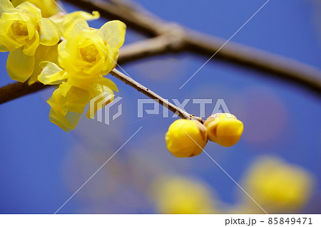 蝋梅・花びらと蕾 蝋梅・花びらと蕾 85849471